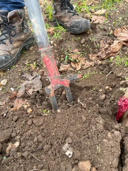 La fourche à deux dents réalise un trou juste de la largeur nécessaire pour complanter les pieds.