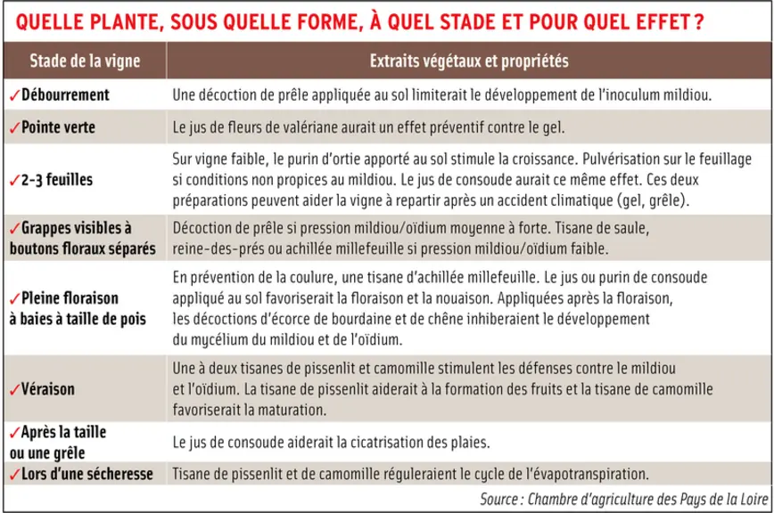 La phytothérapie en viticulture en pratique