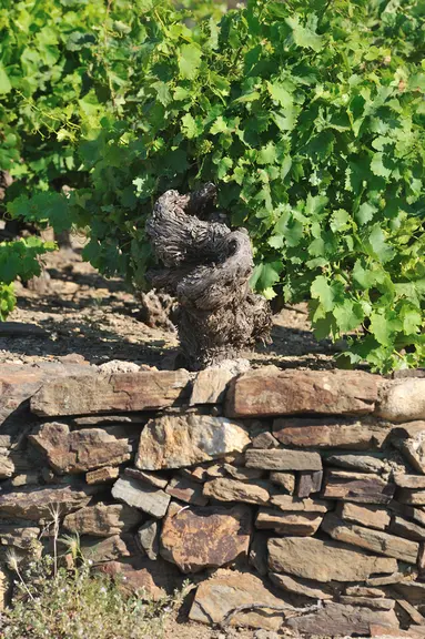 Les murets en pierre sèche contiennent les excès d’eau dans les terrasses et les anfractuosités qui les composent (environ 25 à 30 % de vide).