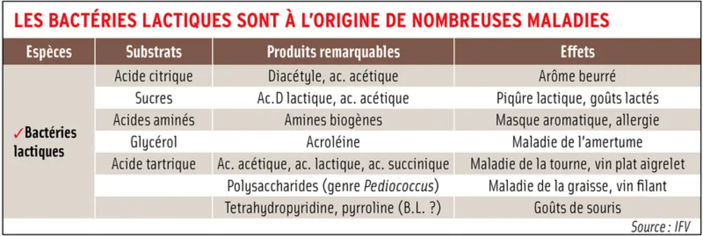 Les bactéries lactiques sont à l'origine de nombreuses maladies