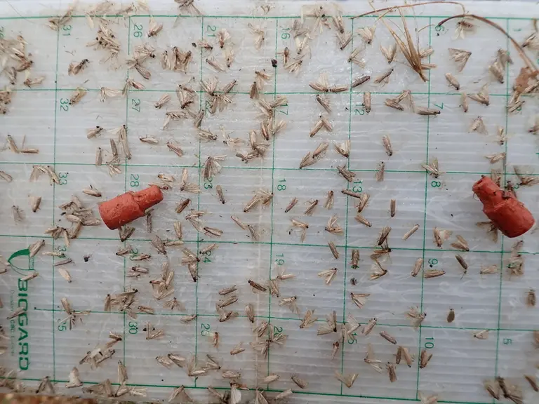 Au Brésil, Cryptoblabes gnidiella est le principal ravageur de la vigne.