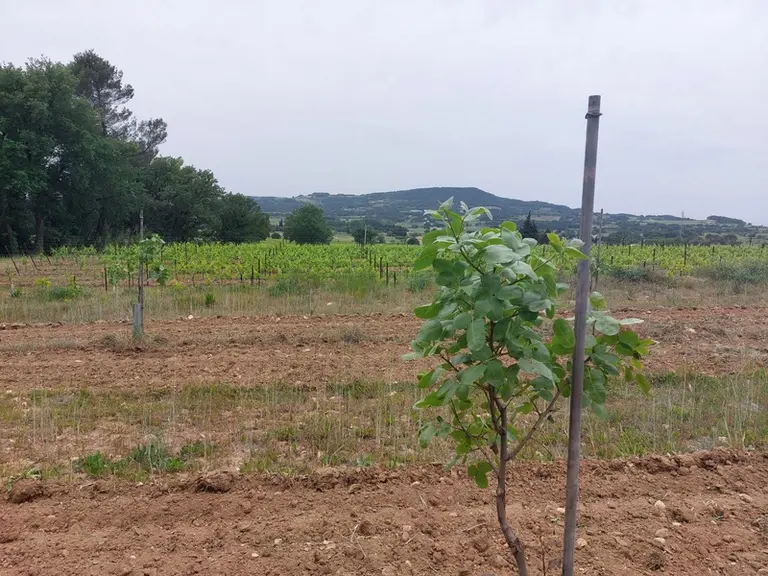 Plusieurs vignobles cherchent aujourd'hui à identifier des cultures alternatives et complémentaires de celle de la vigne. Dans le Vaucluse, le pistach