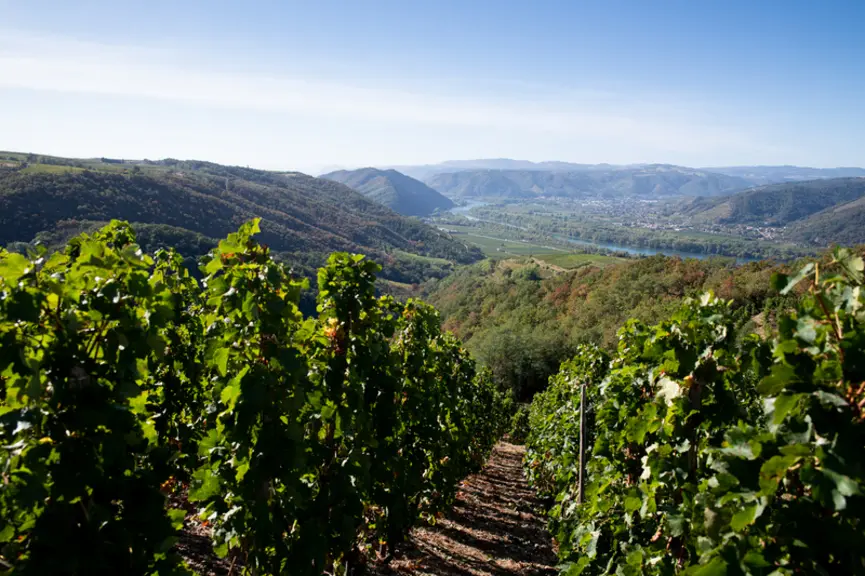 Les GFV Gombert 1 et 2 mis en place par la Cave de Tain ont racheté des terres, notamment en appellation crozes-hermitage, pour les louer à ces coopér