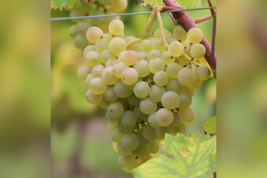 L’architecture des grappes de la variété opalor lui confère une très faible sensibilité au botrytis.