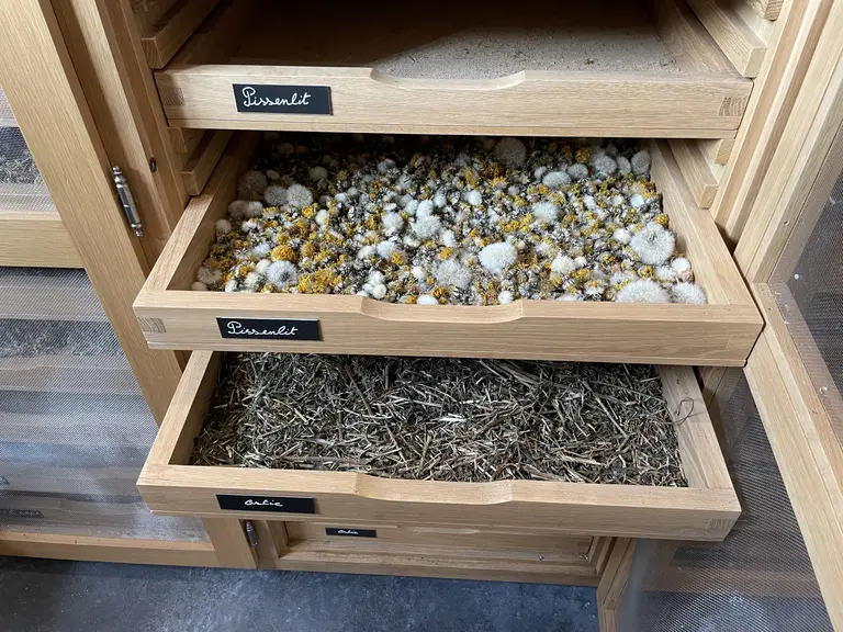 Le pissenlit et l'ortie font partie des plantes les plus intéressantes en viticulture.
