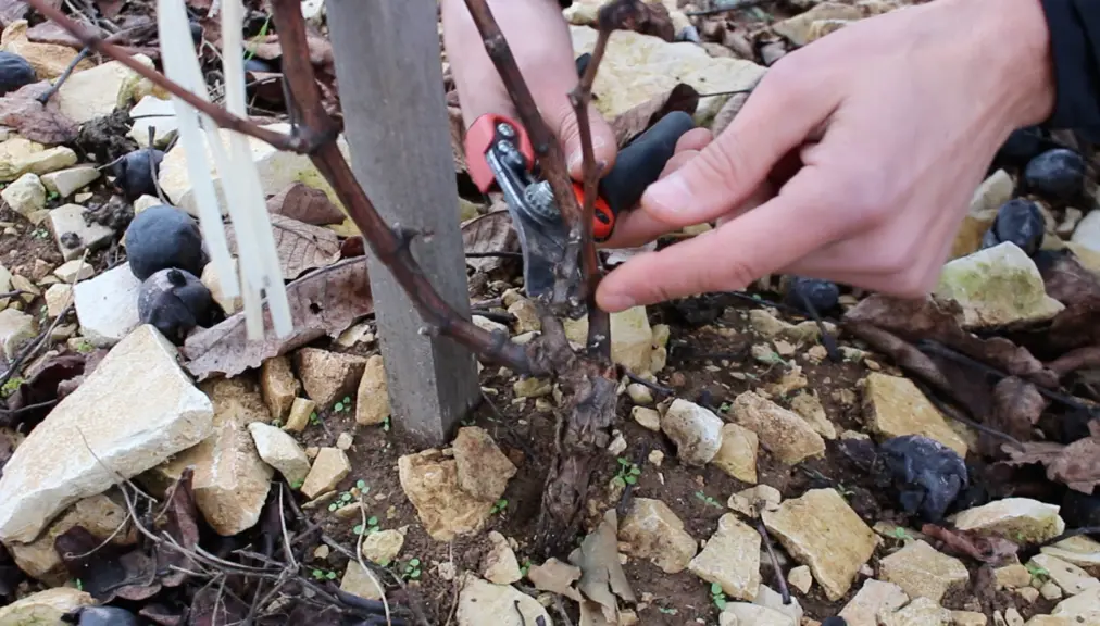 Sur les tout jeunes plants de vigne, on garde à la taille un seul sarment que l'on coupe à deux yeux (bourgeons).