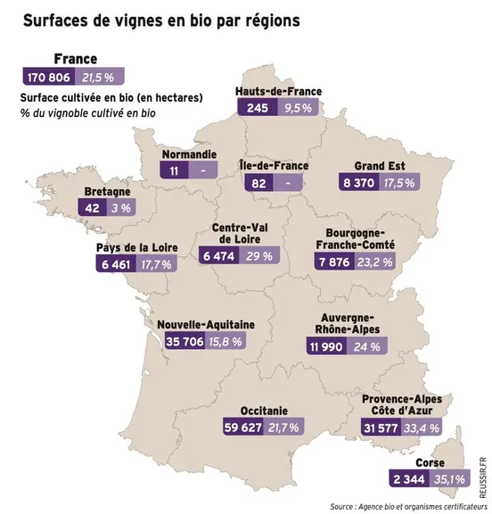 Vin bio 2022 : ventes en hausse, conversions en baisse