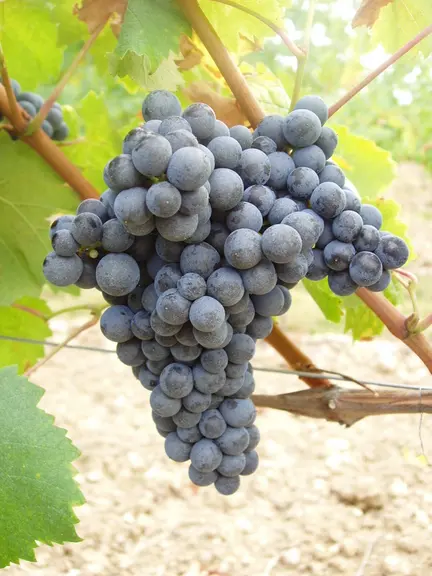Les grappes du morrastel sont grandes avec de petites baies.