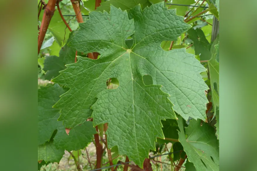 Le morrastel débourre tardivement et résiste bien à la sécheresse.
