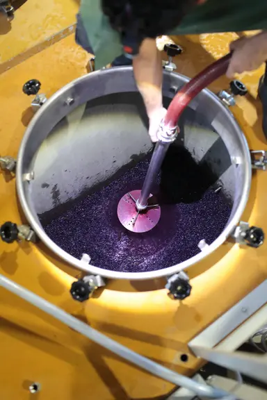 Vendanges 2022 a Cahors. Vigneron pigeant avec une canne inox les raisins.