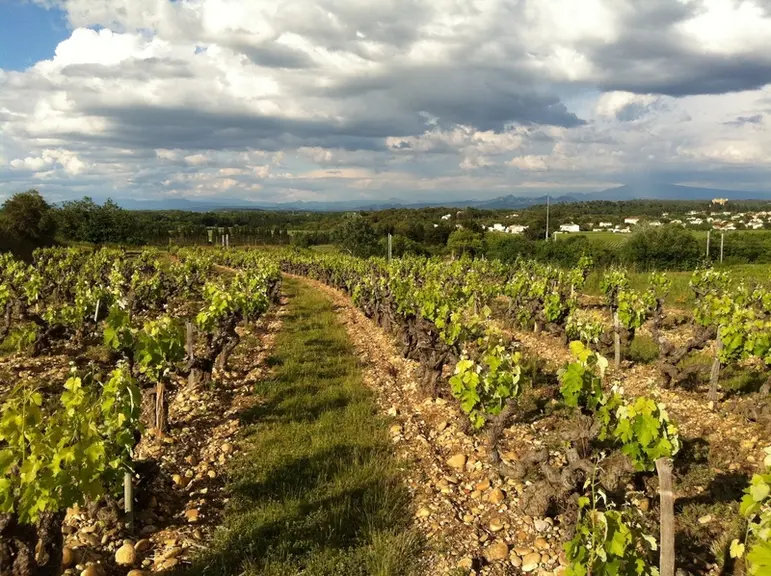 Au Château de Montfaucon, sur l'appellation lirac, la parcelle plantée de 18 cépages différents est une source d'inspiration.