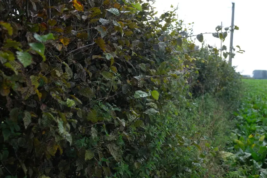 Haie plantée il y a 20 ans en bordure de parcelle dans les Flandres (Nord). Septembre 2022