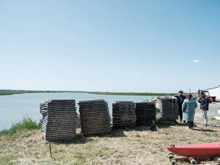 Les merrains utilisés pour la barrique Océan sont stockés chez un ostréiculteur. 