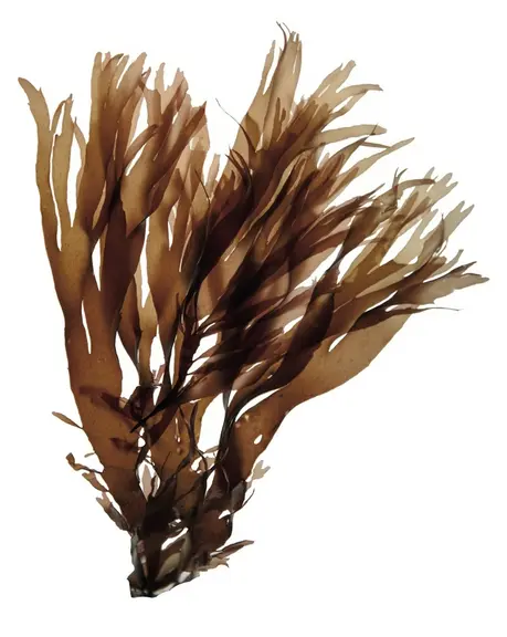 Algue brune. Matière première pour la bioraffinerie Agrival du groupe Olmix à Plouénan dans le Finistère. Valorisation des algues. Biotechnologie pour