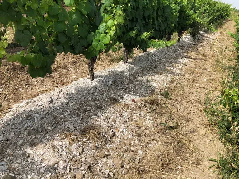 Les coquilles d'huîtres en tant que paillage ne donnent pas encore satisfaction.