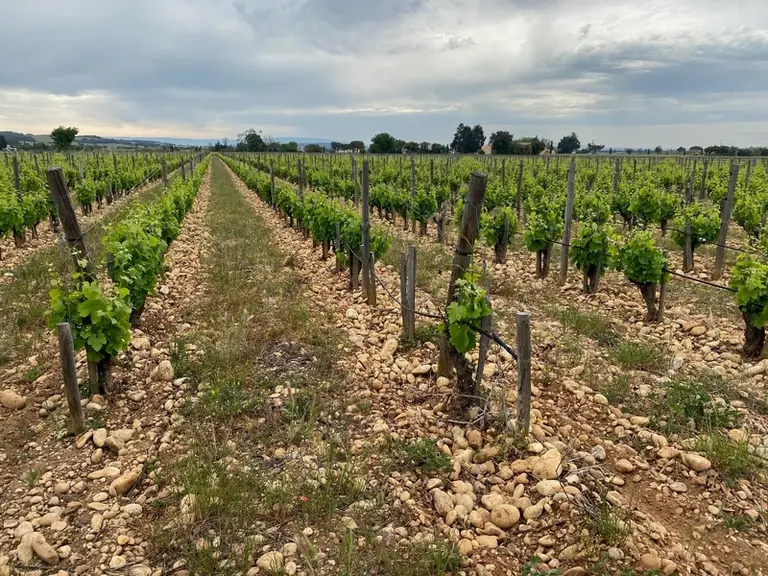 Viticulture : ils plébiscitent le gobelet palissé