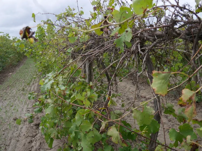 Sur les vignes hautes, les sarments retombent naturellement avec le poids des grappes et forment une voûte.