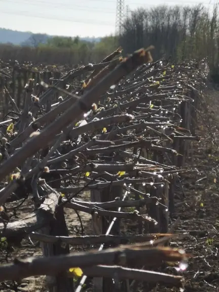 La taille minimale est réalisée avec une écimeuse pendulaire au moment des pleurs de la vigne.