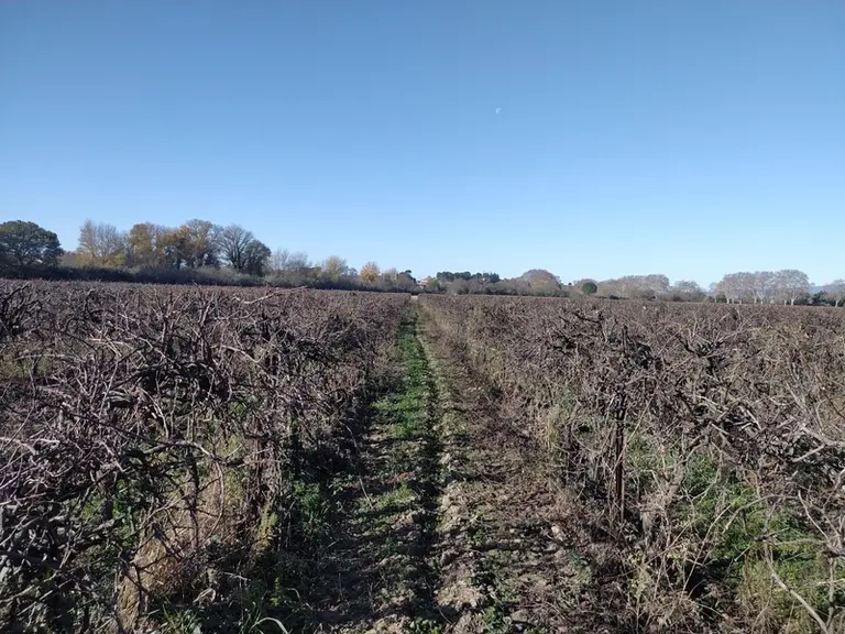 Depuis près de trente ans que Christophe Estampe applique la taille minimale, il constate beaucoup moins de maladies de bois sur les vignes ainsi cond