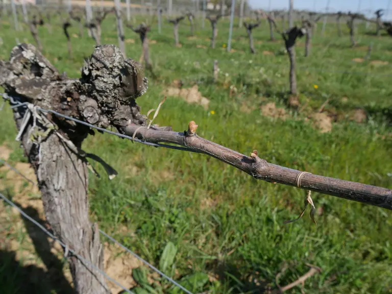 Pliage. Liage. Vigne.