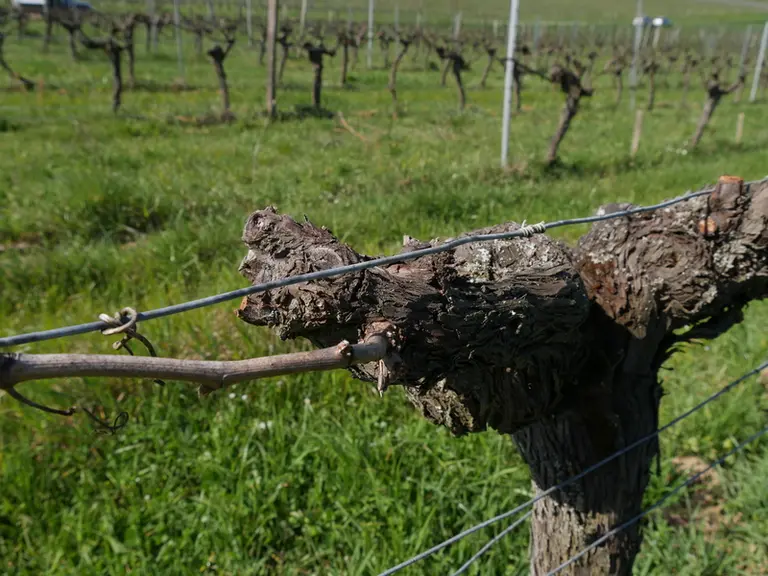 Vigne. Liage. Pliage. Aste.