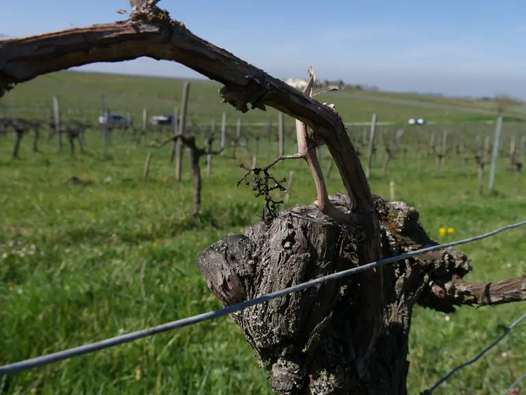 Vigne. Liage. Pliage. Grapillon