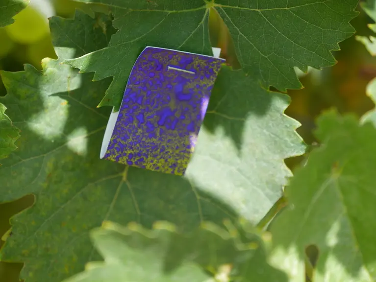 Les tests à l'aide de papiers hydrosensibles permettent d'affiner les réglages de son pulvérisateur.