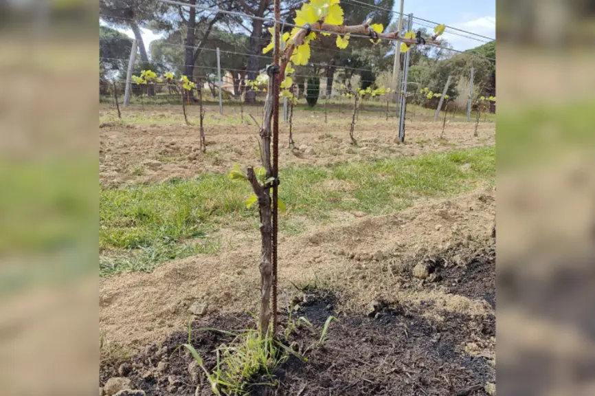 Le biochar épandu au pied des vignes permet d'améliorer la rétention en eau, selon des observations récentes.