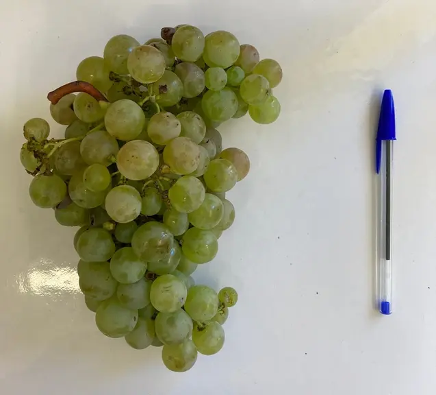 Les grappes du parellada sont compactes et les baies éclatent facilement.