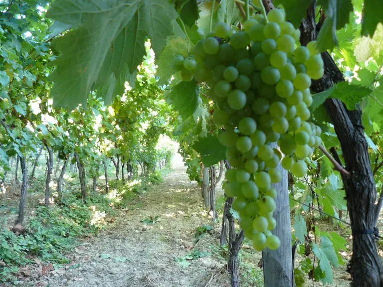 En pleine végétation, les rameaux se rejoignent au sommet de l'arche et les grappes mûrissent à l'ombre.