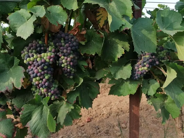 L'état sanitaire du pinot noir à la véraison est tout à fait satisfaisant.