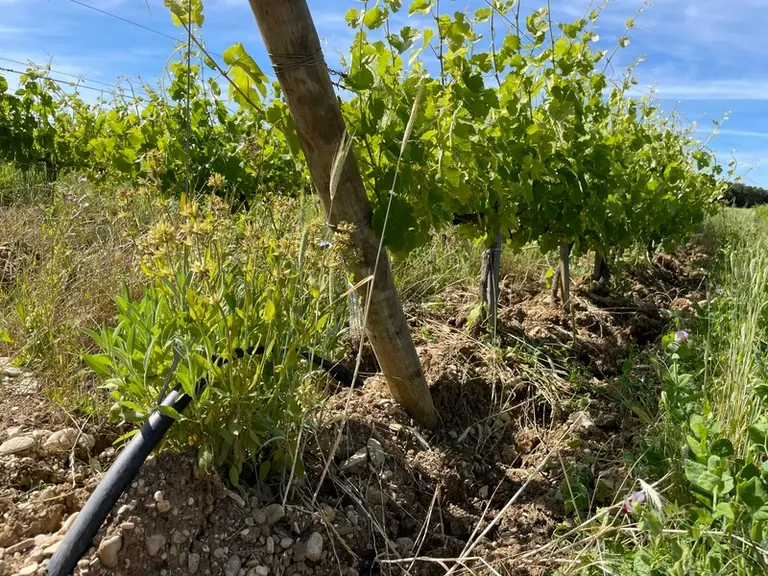 Sur l'une de leurs parcelles, les viticulteurs ont planté des sauges en bout de rang.