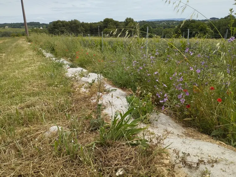 « Les vignes n’ont presque plus de carences »