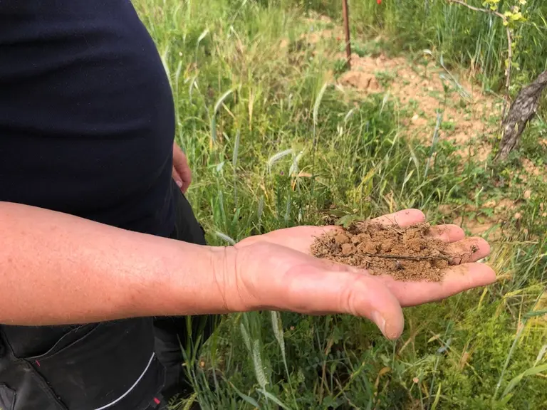 « Les vignes n’ont presque plus de carences »