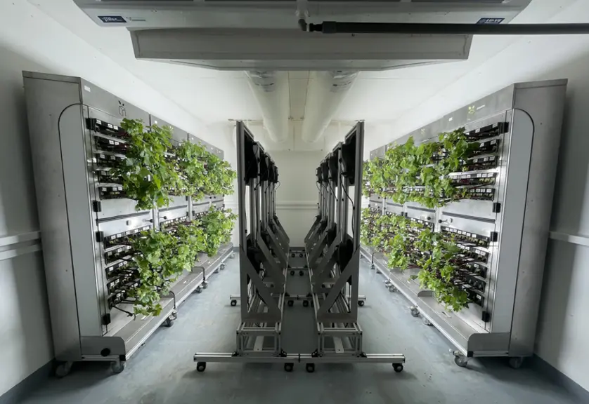 Plants de vigne dans le Cube de l'entreprise Farm3.