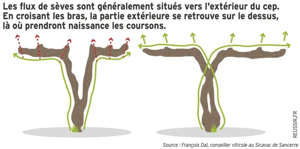 <em class="placeholder">Graphique : Les flux de sèves sont généralement situés vers l'extérieur du cep. En croisant les bras, la partie extérieure se retrouve sur le dessus, là où prendront ...</em>