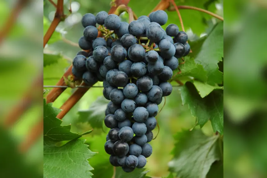 Grappe de raisin de la variété merlot khorus.
