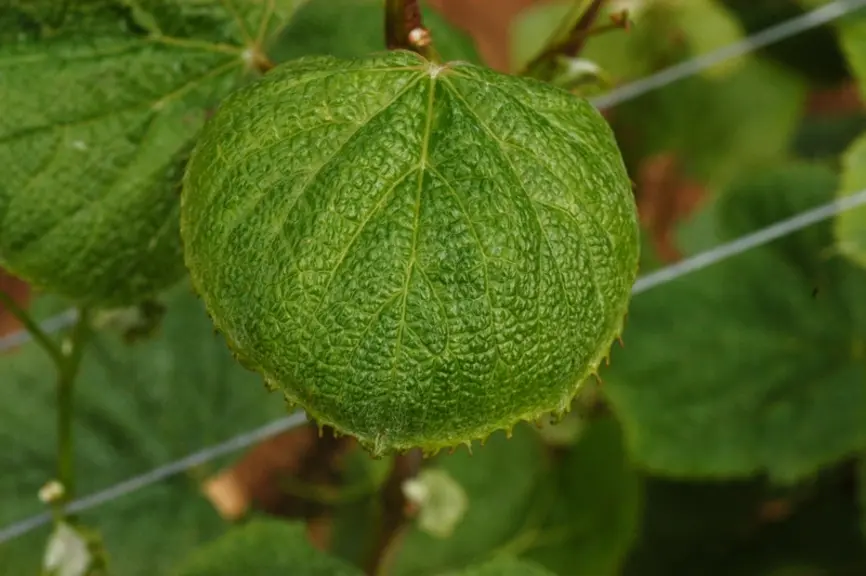 <em class="placeholder">Feuille de vigne présentant une anomalie de croissance.</em>