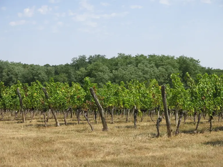 Vignes du château Haut-de-Lerm à St Martin de Lerm en Gironde