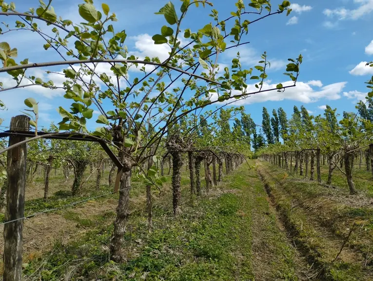 Une parcelle de kiwis à Sablonceaux en Charente-Maritime.