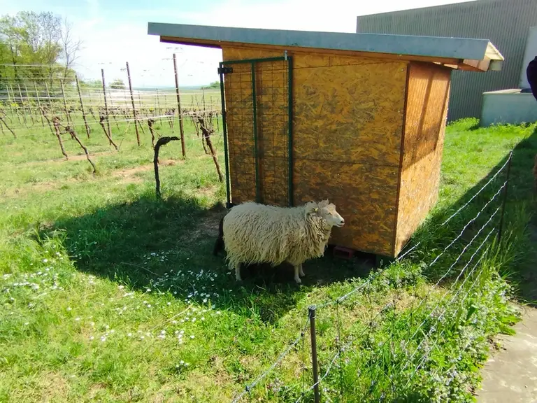 <em class="placeholder">Un abris autoconstruit pour les moutons.</em>