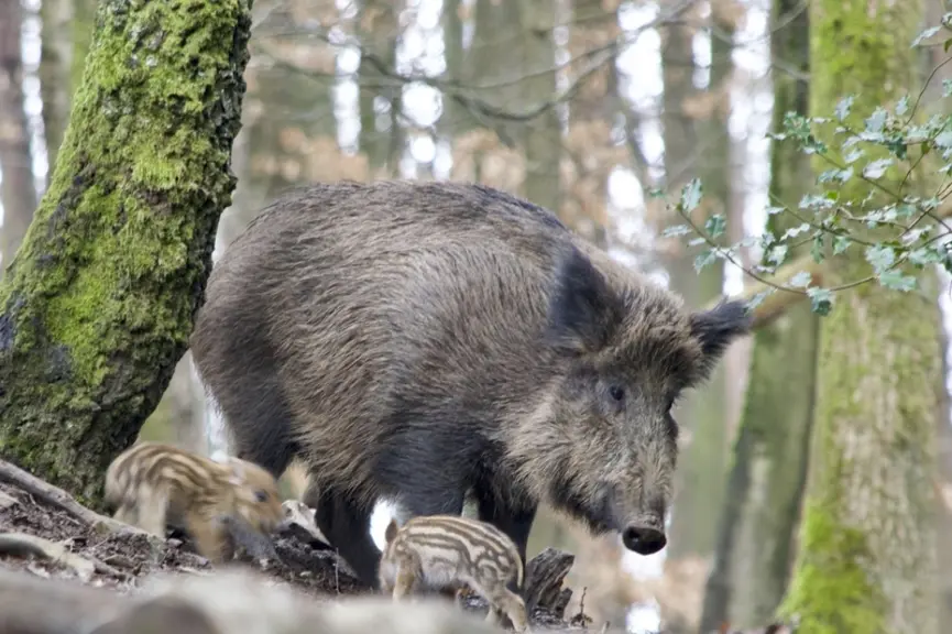 sanglier et marcassins