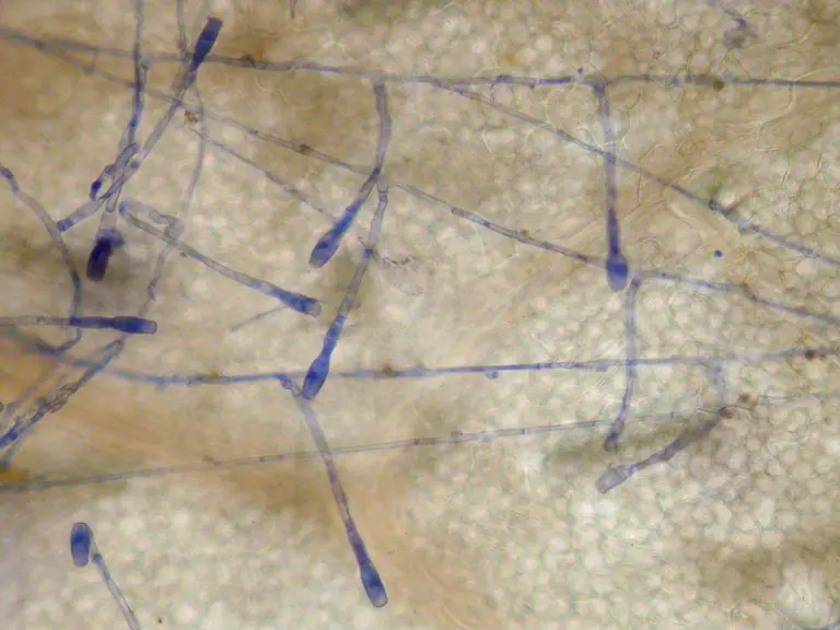 mycélium d'oïdium sur feuille