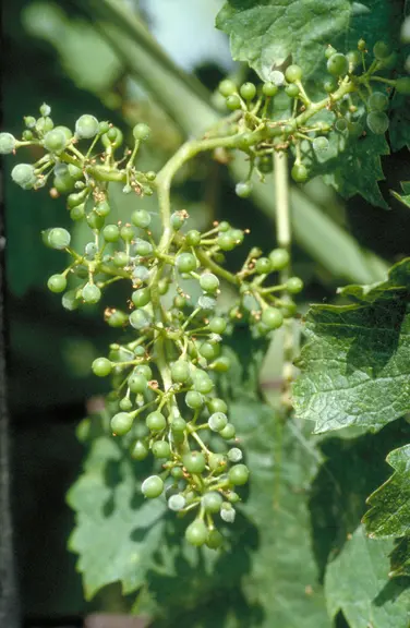 oïdium sur grappes de raisin.