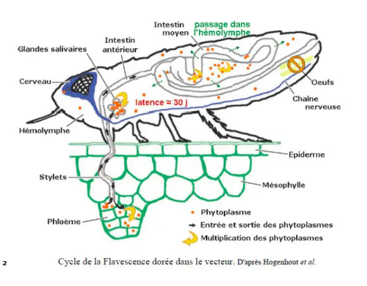 schéma du cycle du phytoplasme dans la cicadelle