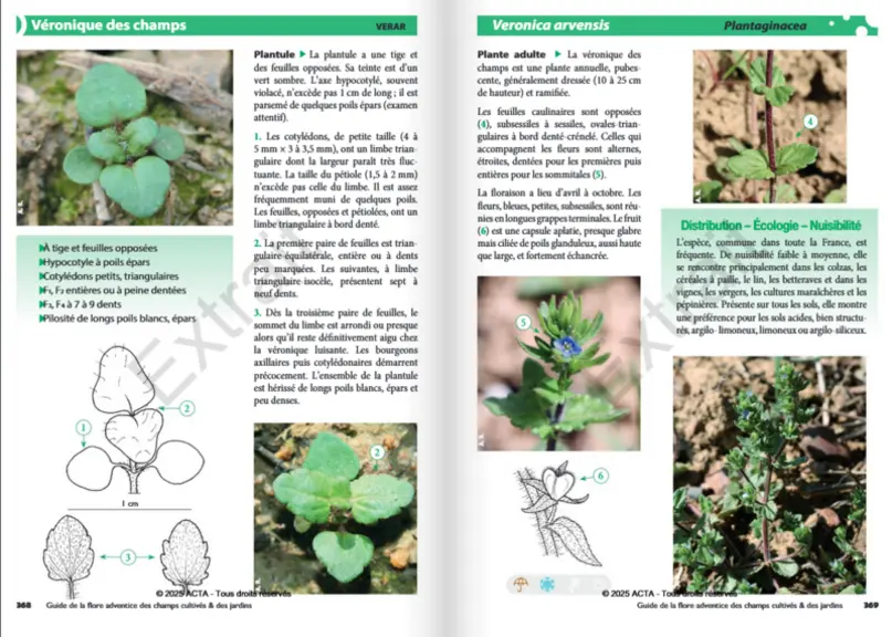 <em class="placeholder">Pages du Guide de la flore adventice d'Acta Editions. </em>