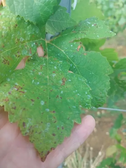 Feuille de pinot kors sur la parcelle des Vignobles Picard le 10/09/2025