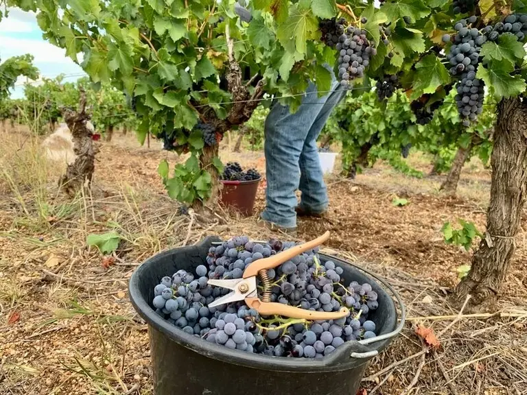 seau à vendange raisin noir