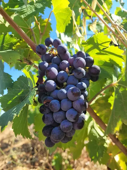 grappe de terret noir