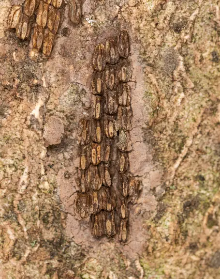 SLF-spotted lanternfly (Lycorma delicatula)  Egg mass  in Pennsylvania, on July 16, 2018. USDA-ARS Photo by Stephen Ausmus.</e